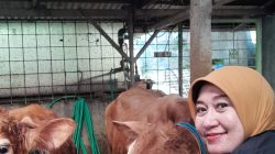 UPTD Perikanan dan Peternakan Sumedang Intensifkan Pemeriksaan Hewan Kurban, Pastikan Aman dan Layak Jelang Idul Adha 2026
