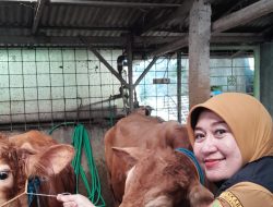 UPTD Perikanan dan Peternakan Sumedang Intensifkan Pemeriksaan Hewan Kurban, Pastikan Aman dan Layak Jelang Idul Adha 2026