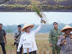 Panen Raya Bersama TNI di Ujungjaya, Komitmen Sumedang Dukung Ketahanan Pangan Nasional