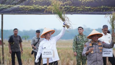 Panen Raya Bersama TNI di Ujungjaya, Komitmen Sumedang Dukung Ketahanan Pangan Nasional